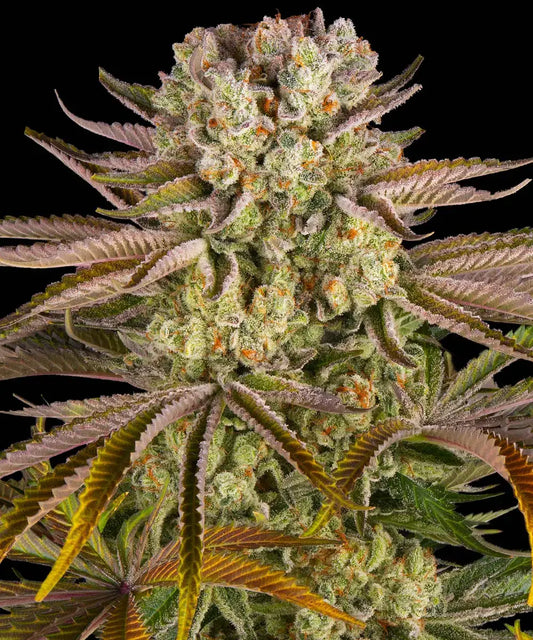 Pineapple Express Strain x Hawaiian Landrace Sativa x Trainwreck – 2:1 Blackfriday Aktion