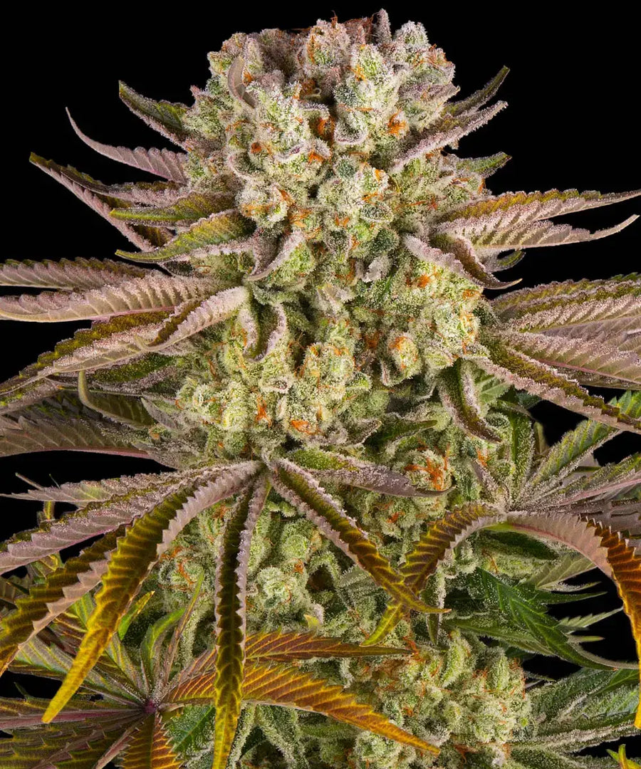 Pineapple Express Strain x Hawaiian Landrace Sativa x Trainwreck