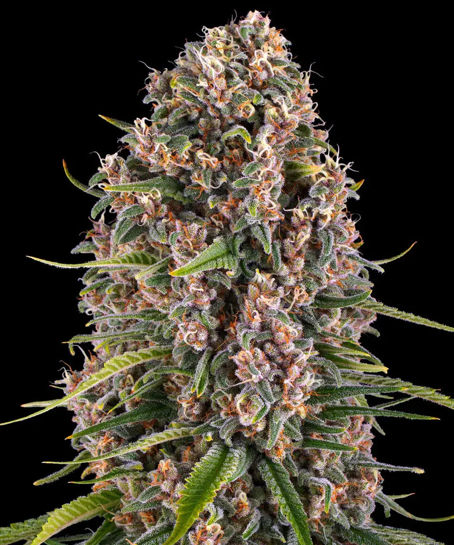 Blue Cheese Original Cheese x Blueberry