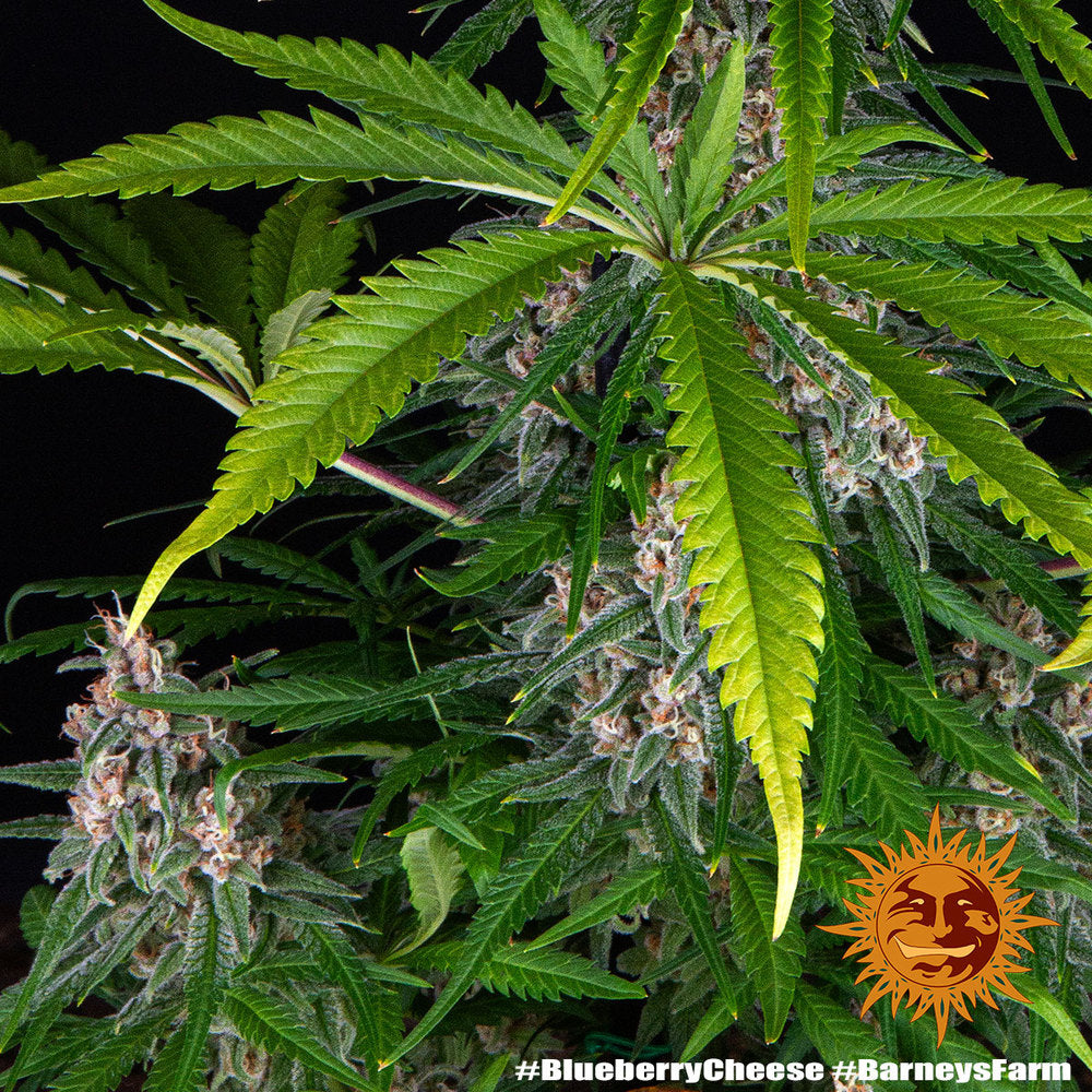 Blue Cheese Original Cheese x Blueberry