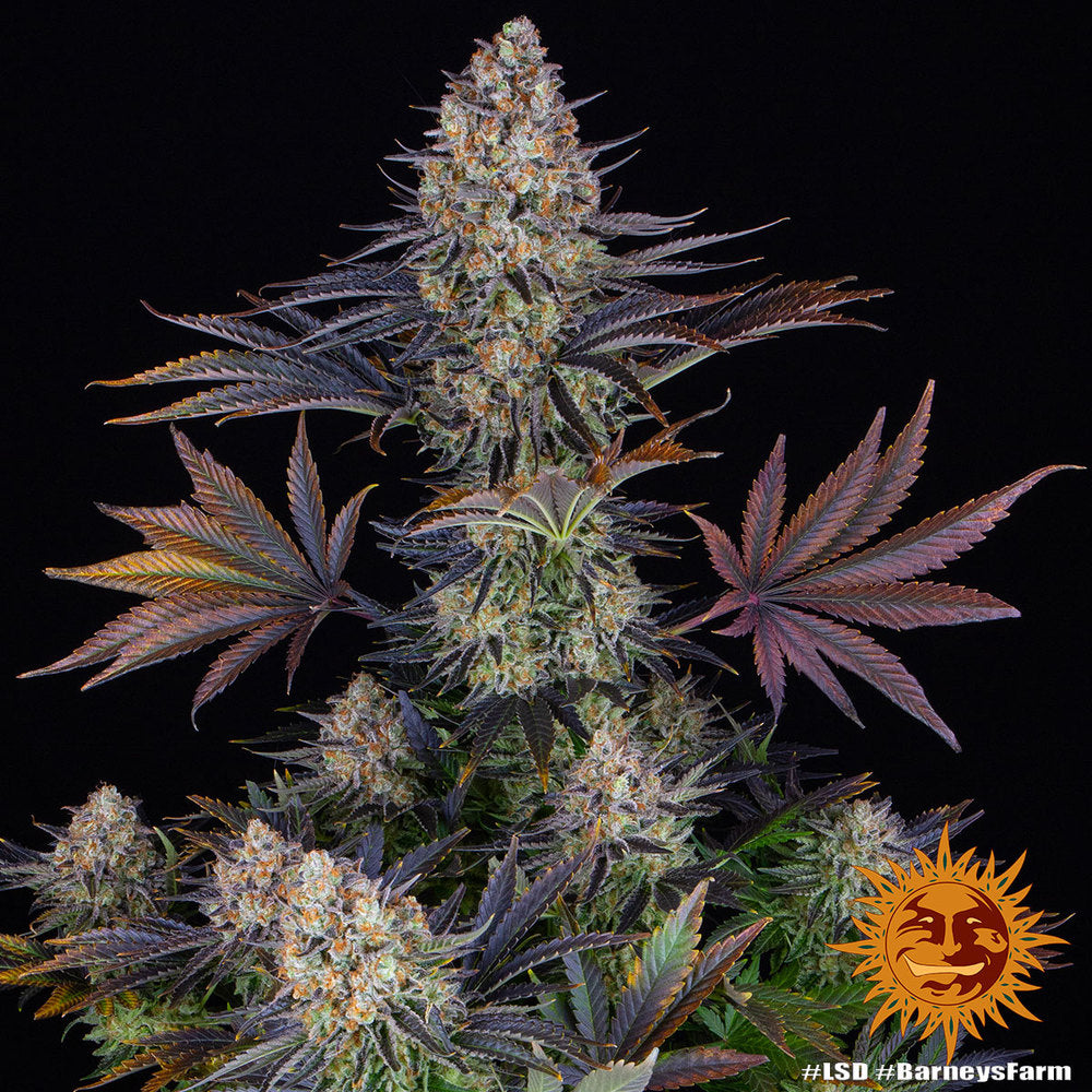 LSD Original Skunk #1 x Afghan Indica