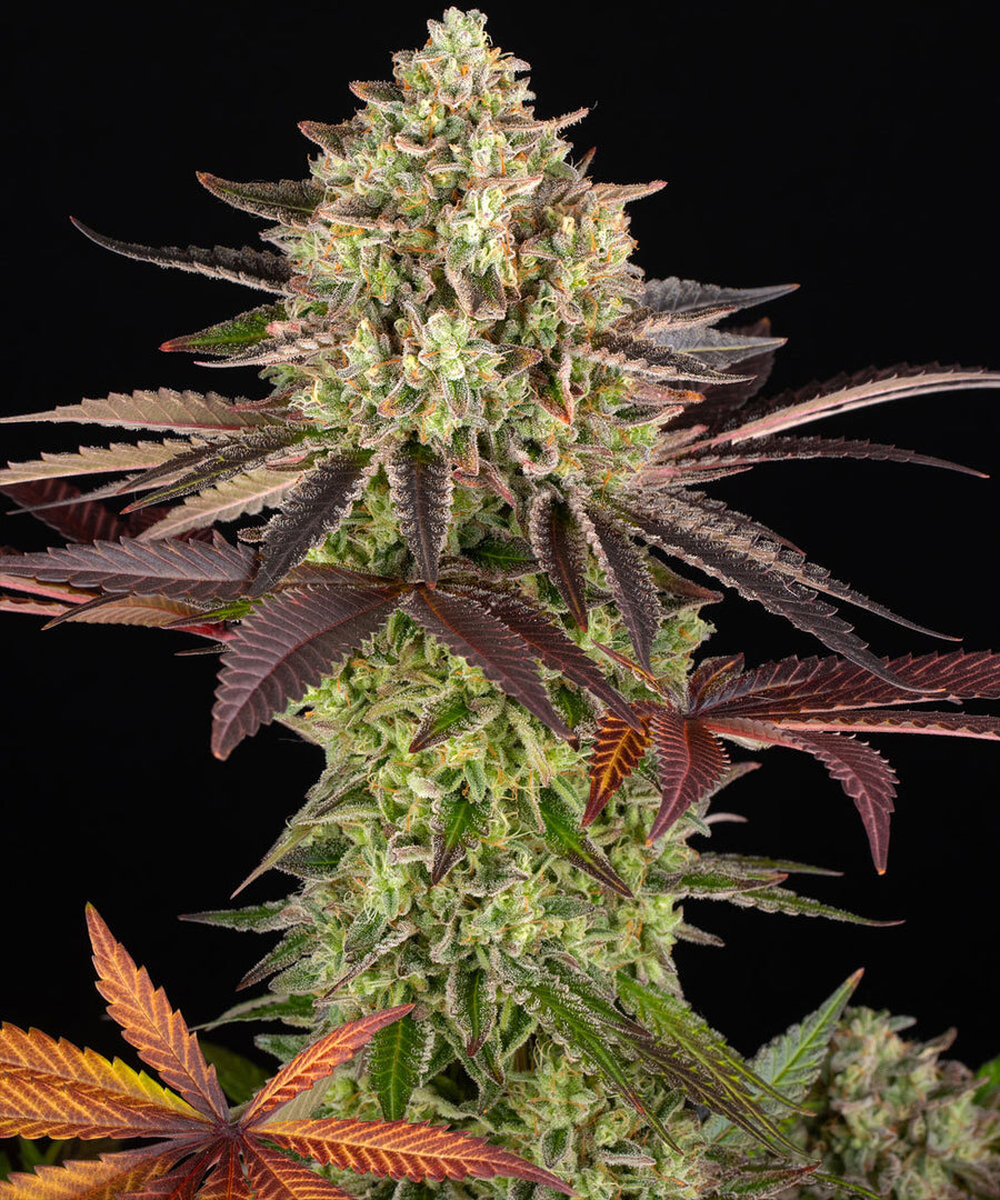Apple Fritter, Animal Cookies Strain x Sour Apple Strain