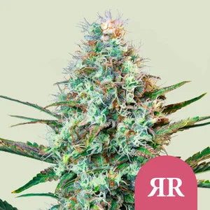 Royal Runtz aka Runtz OG, Runtz, 5 Stück