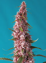Bild in Galerie laden, Red Pure Auto CBD®, Sweet Pure CBD® x Red Poison Auto®, 3+1