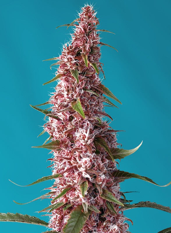 Red Pure Auto CBD®, Sweet Pure CBD® x Red Poison Auto®, 3+1