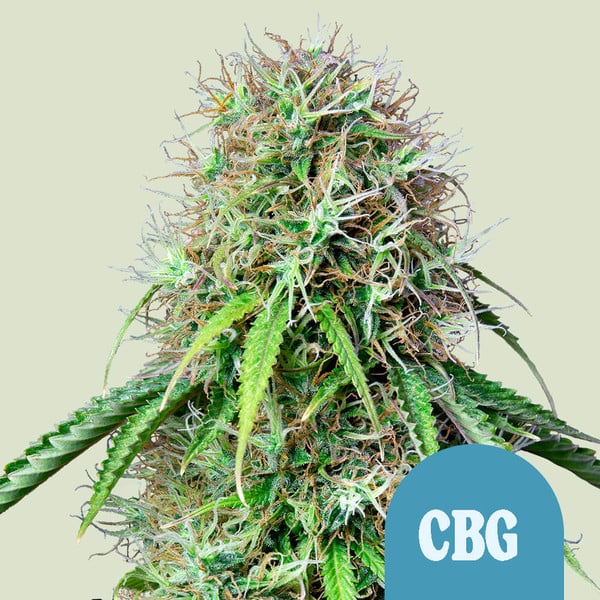 Royal Queen Seeds Hanfsamen Royal CBG Auto (High CBD), Goliat Auto x hohe CBG-Sorte