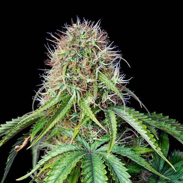 Royal Queen Seeds Hanfsamen Royal CBG Auto (High CBD), Goliat Auto x hohe CBG-Sorte