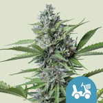 Bild in Galerie laden, Royal Queen Seeds Hanfsamen Fast Eddy Auto, Cheese x Juanita la Lagrimosa x Ruderalis