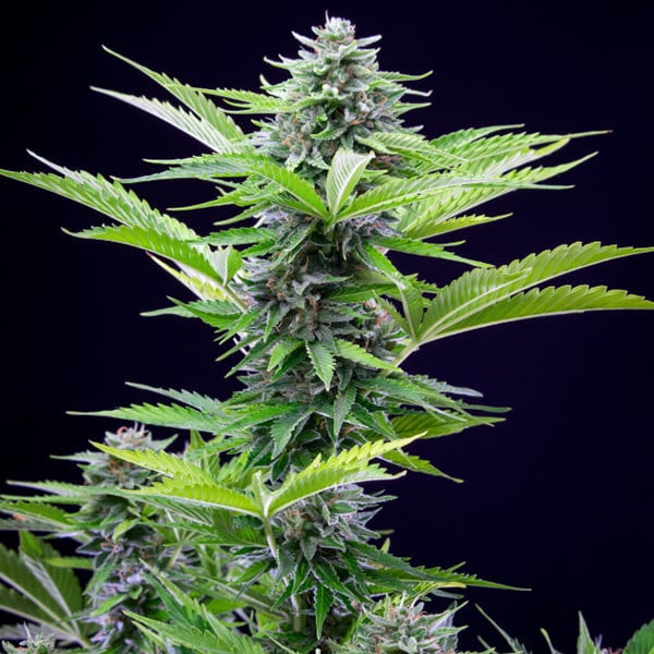 Royal Queen Seeds Hanfsamen Fast Eddy Auto, Cheese x Juanita la Lagrimosa x Ruderalis