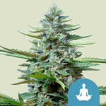Bild in Galerie laden, Royal Queen Seeds Hanfsamen Stress Killer Auto, Lemon Shining Silver Haze x Juanita la Lagrimosa x Ruderalis