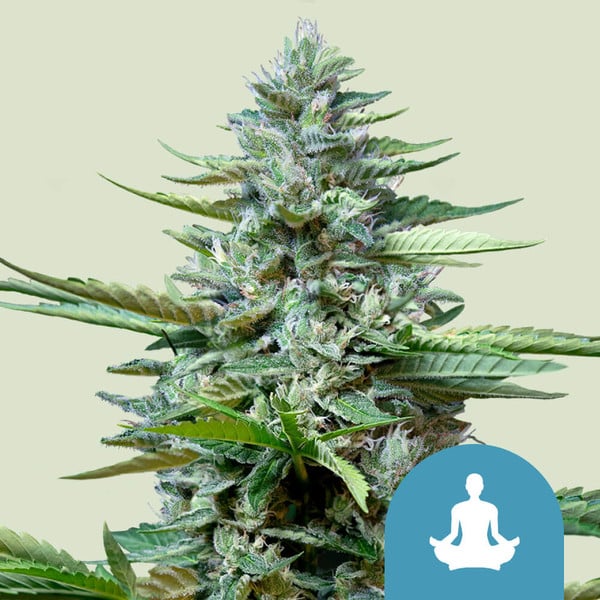 Royal Queen Seeds Hanfsamen Stress Killer Auto, Lemon Shining Silver Haze x Juanita la Lagrimosa x Ruderalis
