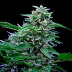 Bild in Galerie laden, Royal Queen Seeds Hanfsamen Stress Killer Auto, Lemon Shining Silver Haze x Juanita la Lagrimosa x Ruderalis