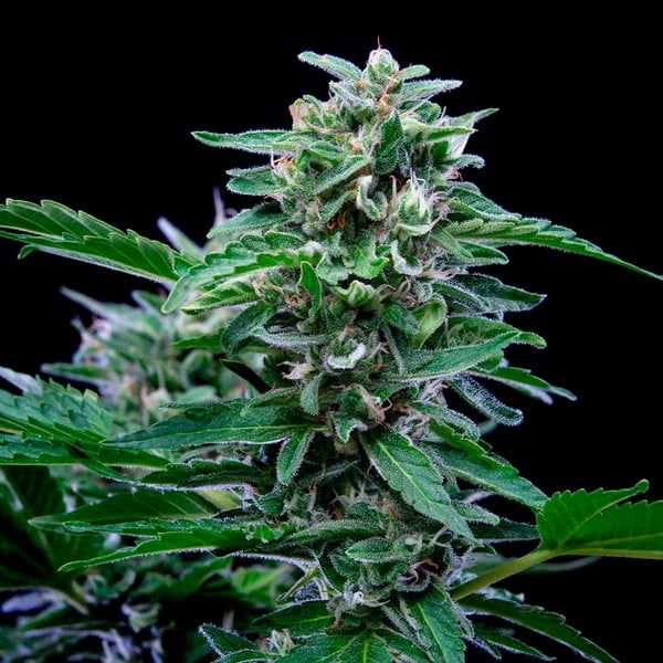 Royal Queen Seeds Hanfsamen Stress Killer Auto, Lemon Shining Silver Haze x Juanita la Lagrimosa x Ruderalis