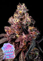 Bild in Galerie laden, Soda Rose Auto, Rosé Pink Nr. 6 x Roségold Rutz x Frozen Black Cherry Auto