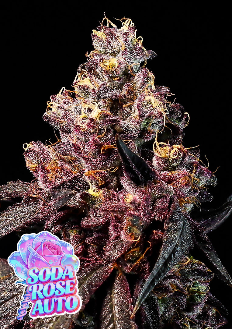 Soda Rose Auto, Rosé Pink Nr. 6 x Roségold Rutz x Frozen Black Cherry Auto