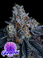 Bild in Galerie laden, Giga Brain Auto