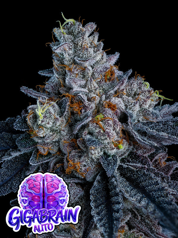 Giga Brain Auto