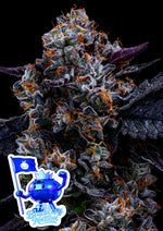 Bild in Galerie laden, Free Blueberry Nation