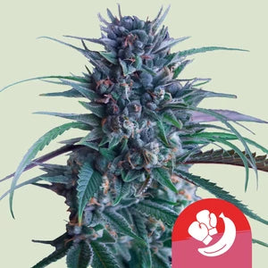 Tyson – Banana Brawler, Gelatti x Blue Power