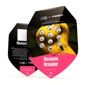 Tyson – Banana Brawler, Gelatti x Blue Power