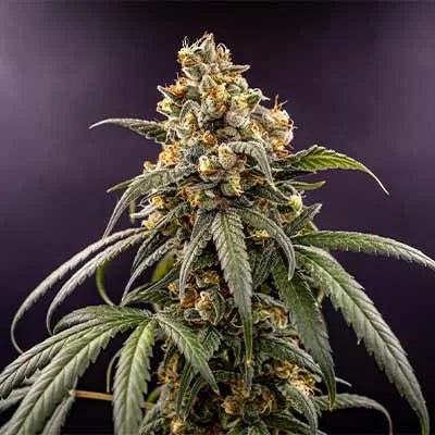 Zoap, Pink Guava #16 und Rainbow Sherbet