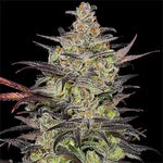Bild in Galerie laden, Alien OG, Tahoe OG x Alien Kush