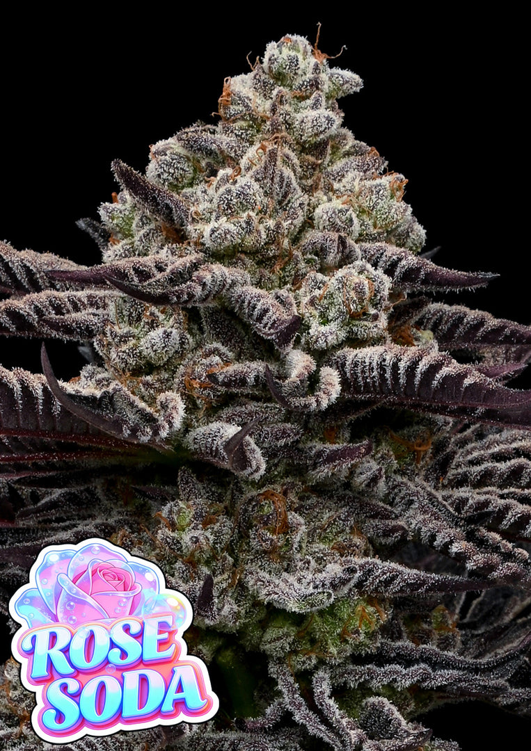 Soda Rose, Rosé Pink #8 x Rose Gold Rutz x Black Cherry Soda