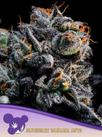 Bild in Galerie laden, Auto Blueberry Banana, Auto Banana Kush x Blueberry