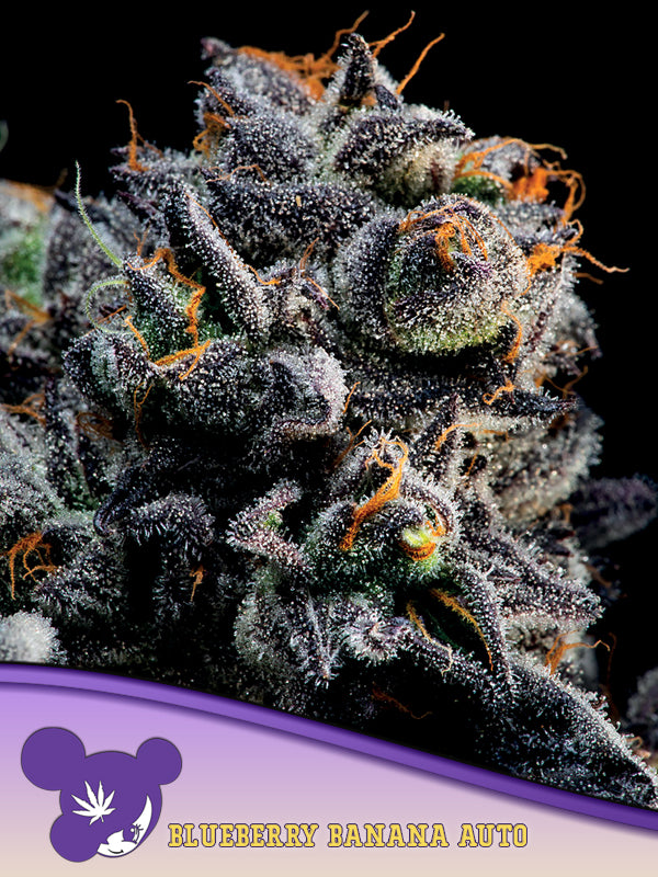 Auto Blueberry Banana, Auto Banana Kush x Blueberry