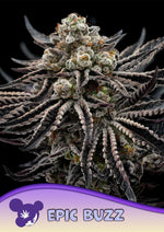 Bild in Galerie laden, EPIC BUZZ®, Future #1® x Blackberry Moonrocks®