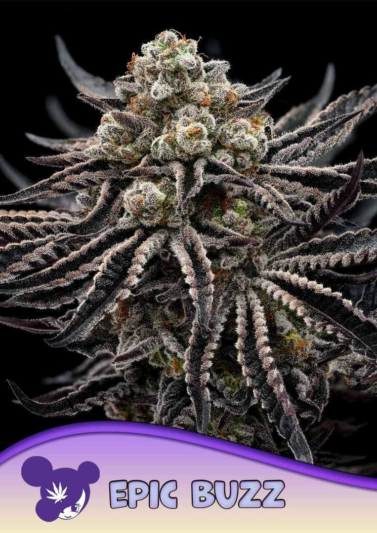 EPIC BUZZ®, Future #1® x Blackberry Moonrocks®