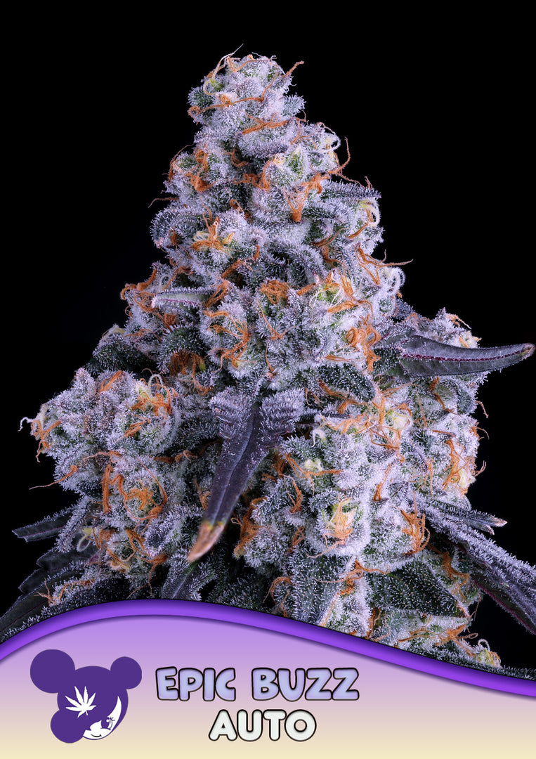 Epic Buzz Auto