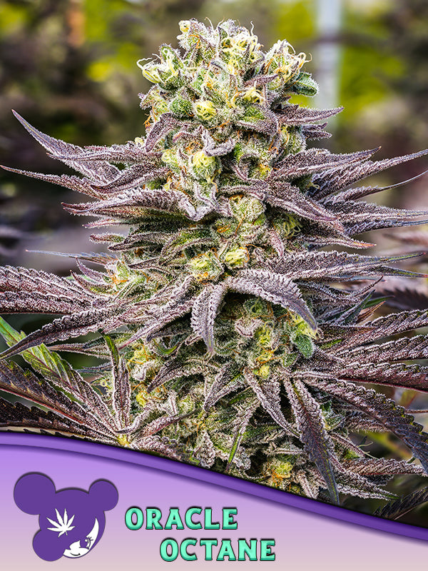 Oracle Octan, Blackberry Octane x Black Oracle