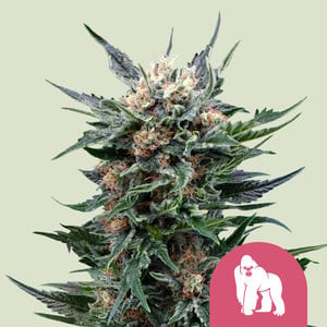 Royal Gorilla aka Gorilla Glue, GG4, Original Glue, Gorilla Glue #4, Glue