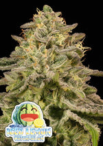 Bild in Galerie laden, Iced Lemon Watermelon, Lemonatti x Watermelon Gushers