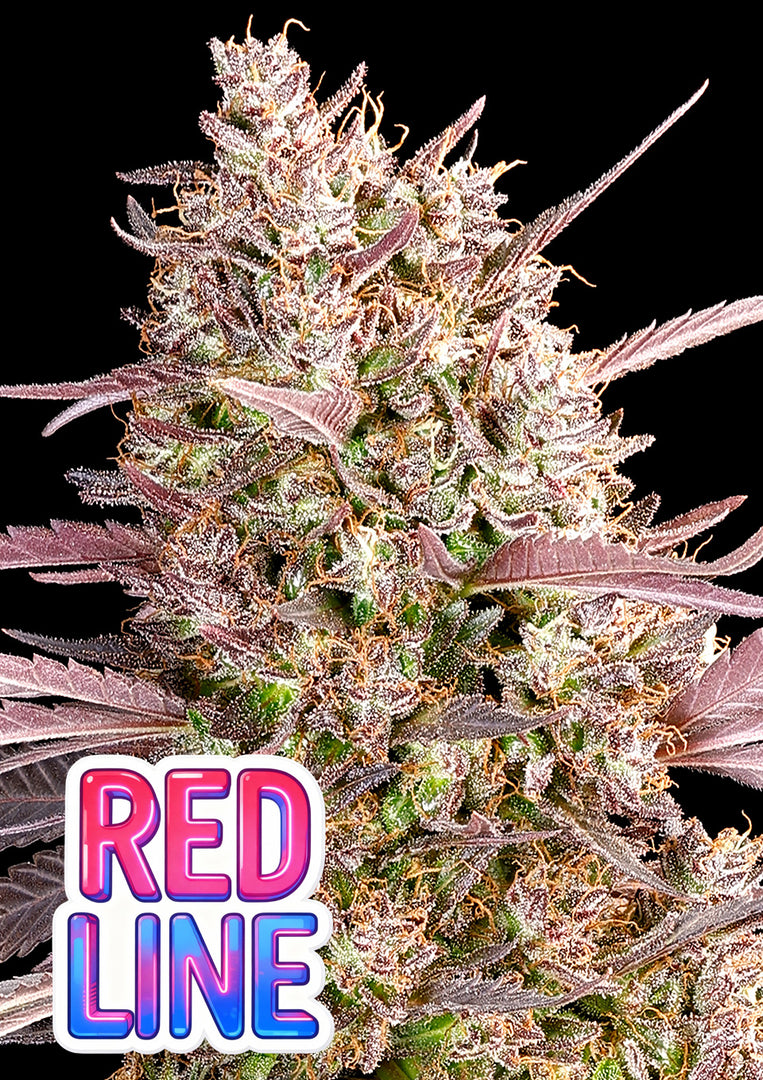 Red Line, Lemon Cherry Gelato x Frozen Black Cherry® x Strawberry Pop Rocks