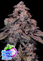 Bild in Galerie laden, Mangosteen Glitch Auto, Strawberry Glitch x Glowberry Rush Auto