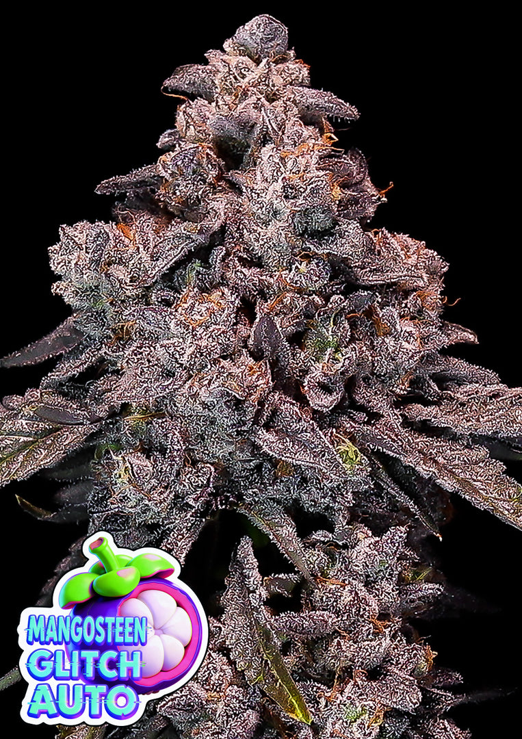 Mangosteen Glitch Auto, Strawberry Glitch x Glowberry Rush Auto