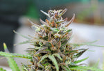 Bild in Galerie laden, Baby Boom Auto, Northern Lights x Blueberry x Ruderalis