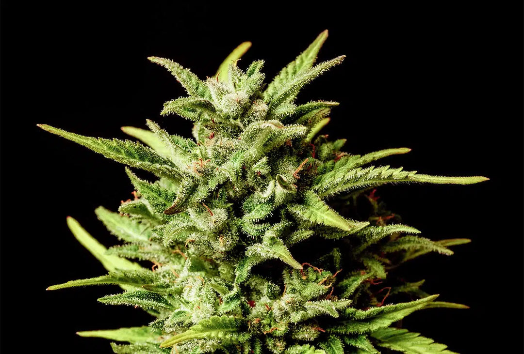 Break–up Cake, Wedding Cake x OG Kush x Ruderalis