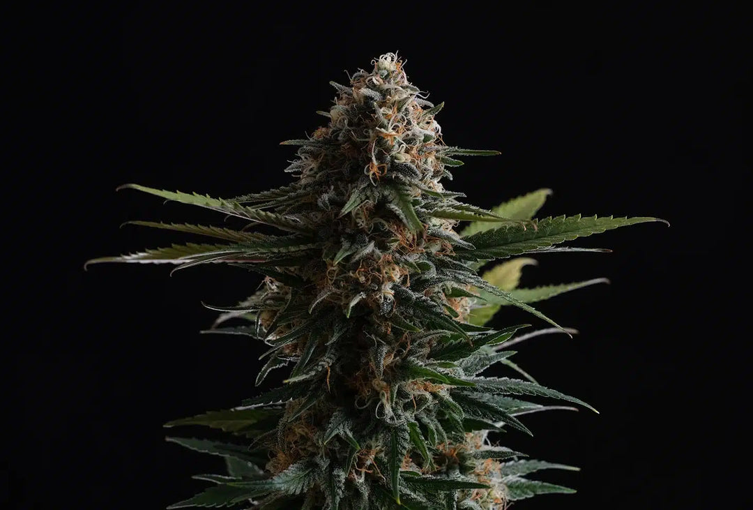 Candy Cream Go Fast, Indica Cream x Auto Indica Cream