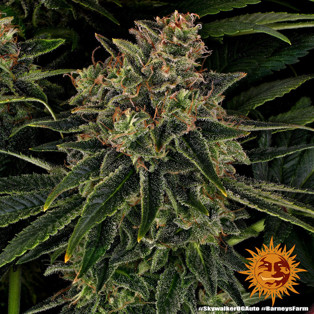 Skywalker OG Auto, Skywalker OG x BF Super Auto #1