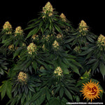 Bild in Galerie laden, Skywalker OG Auto, Skywalker OG x BF Super Auto #1