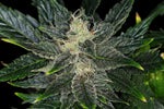 Bild in Galerie laden, Gorilla King Auto