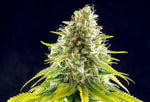 Bild in Galerie laden, Mataro Blue, Mazar-i-Sharif x Blue Monster x Black Domina