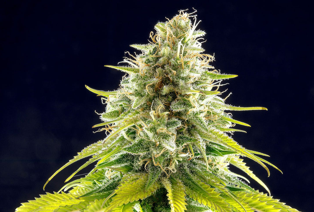 Mataro Blue, Mazar-i-Sharif x Blue Monster x Black Domina