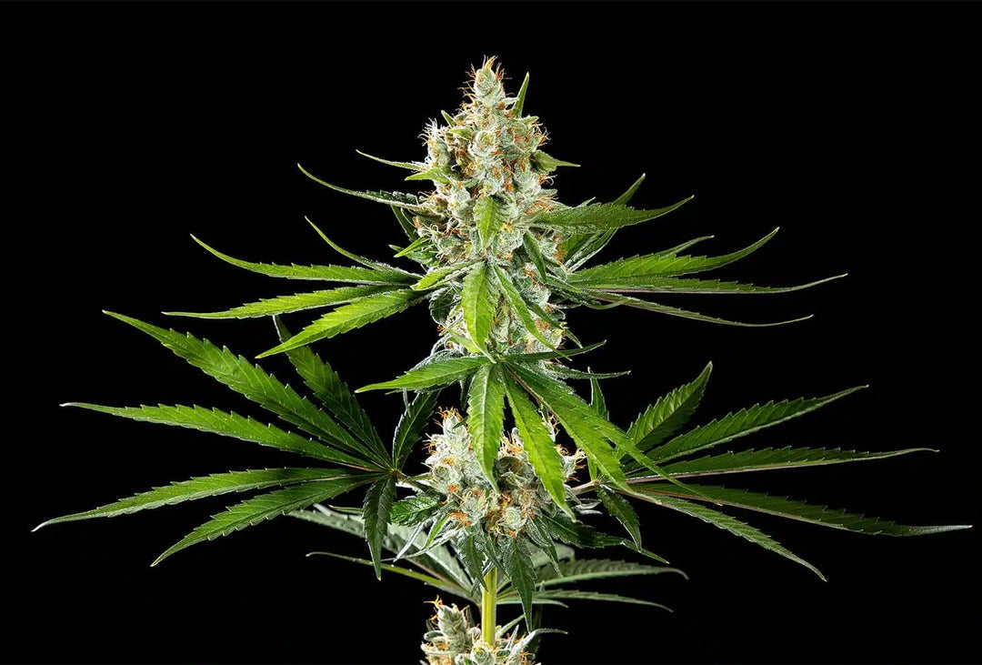 Oreoz USA, Cookies & Cream x Secret Weapon