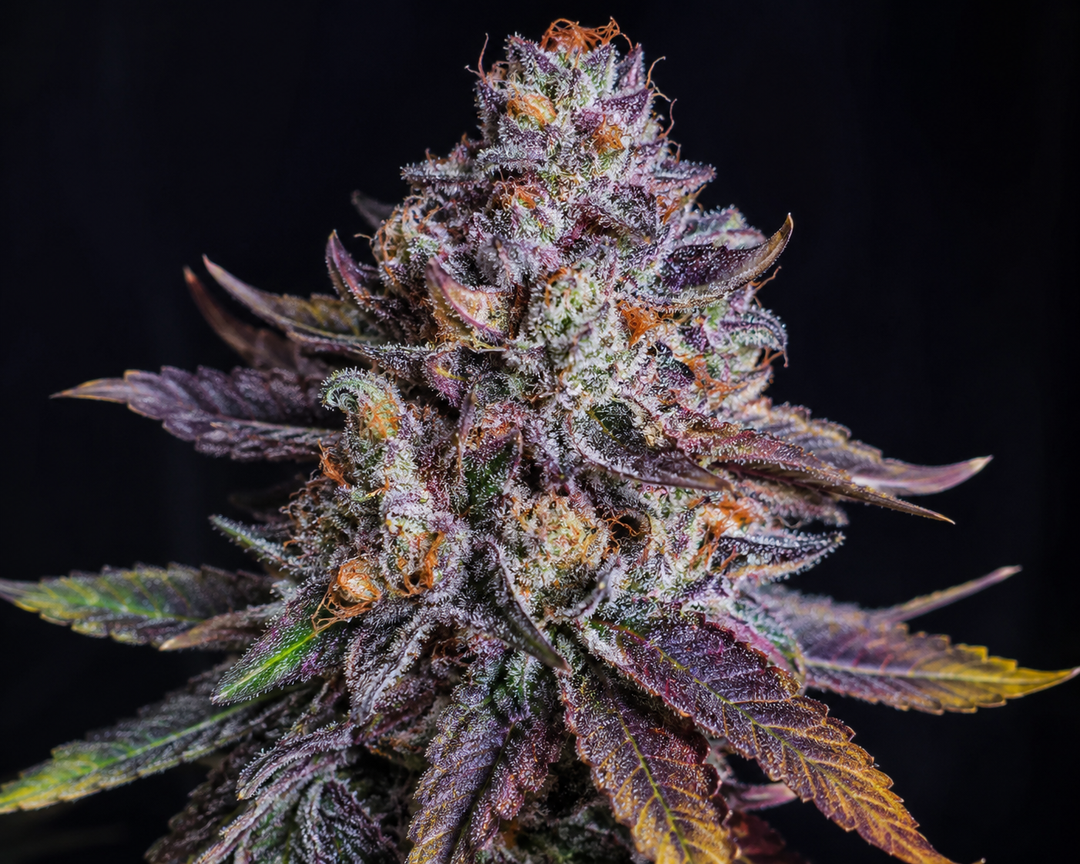Rainbow Sherbet #11, Pink Guava #16 × Rainbow Sherbet
