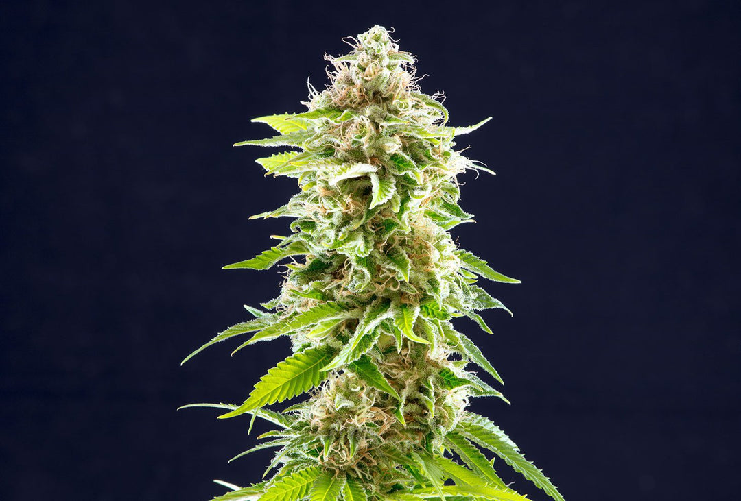 Cookies Haze, Super Silver Haze x Afghan