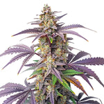 Bild in Galerie laden, Peanut Butter Breath, DoSiDos × Mendo Breath F2